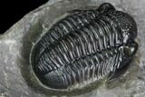 Detailed Gerastos Trilobite Fossil - Morocco #108489-4